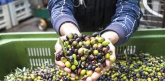 Mascara: Production attendue de 640 000 quintaux d’olives