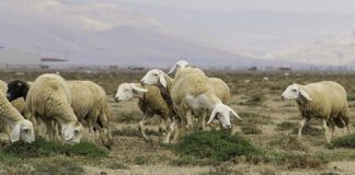 Saïda: 21 000 hectares de périmètres steppiques consacrés au pâturage