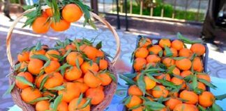 Agriculture: Oran célèbre la fête de la clémentine de Misserghin