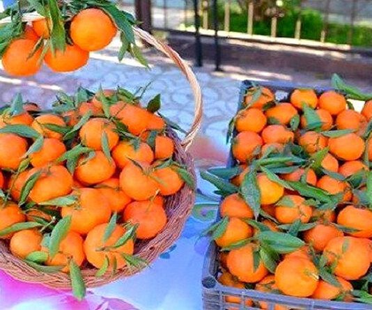 Agriculture: Oran célèbre la fête de la clémentine de Misserghin