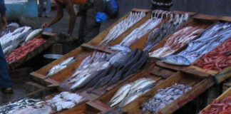 Mostaganem: Ouverture de cinq points de commercialisation de produits aquacoles