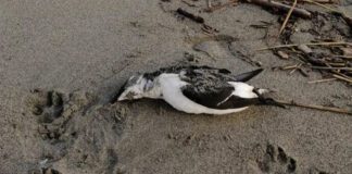 Jijel: Sept pingouins torda retrouvés morts sur des plages
