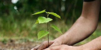 Chlef: Large campagne de reboisement dans les communes de Ténès et El Marsa