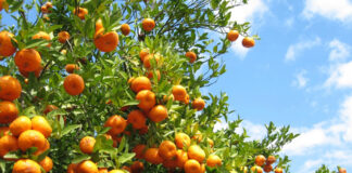 Oran: Plus de 28 000 quintaux d’agrumes cueillis depuis le lancement de la campagne