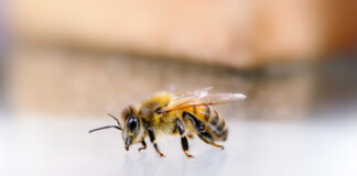 Les États-Unis autorisent un vaccin pour protéger les abeilles