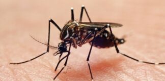 Des moustiques super-résistants aux insecticides identifiés en Asie