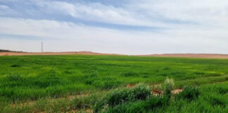 2022 – Filière céréalière: Cap sur le développement des cultures stratégiques à Ouargla et Adrar