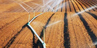 Aïn Defla: 6 millions m3 d’eau consacrés à l’irrigation d’appoint des céréales