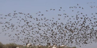 Mila: Légère baisse des oiseaux migrateurs en 2023