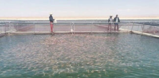 Guelma: Signature d’une convention avec des pêcheries pour la commercialisation des produits piscicoles