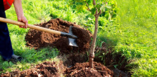 El Bayadh: Programme de plantation d’arbres fruitiers