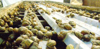 Oran: Lancement d’une formation sur l’héliciculture