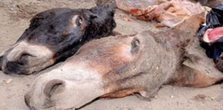 Bouira: Des citoyens découvrent des têtes d’ânes jetées dans la nature