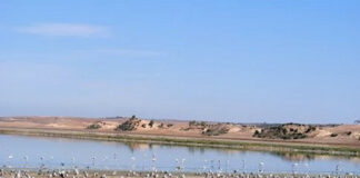 Environnement: Le Lac Télamine, à Oran une zone humide d’importance internationale en quête de plan de sauvetage