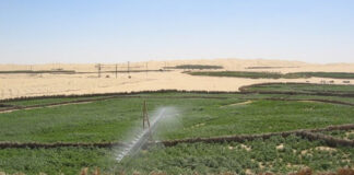 Agriculture saharienne: L’importance des techniques modernes