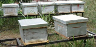 Chlef: Plus de 4000 ruches d’abeilles bientôt distribuées