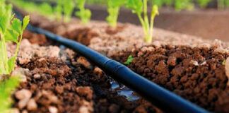 Salon national des agrumes de Blida: Sensibilisation à l’irrigation au goutte à goutte