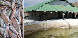 Tlemcen: Pas moins de 18 projets aquacoles privés pour donner une nouvelle impulsion à la filière