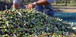 Oléiculture à Tizi-Ouzou: La passion d’un métier