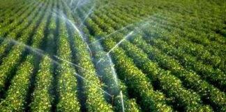 Aïn Defla: Nécessité d’intégrer la préservation de l’eau dans la modernisation agricole