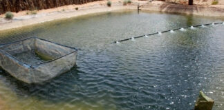 Béchar: Un système innovant de contrôle à distance des eaux d’aquaculture élaboré par un chercheur de l’UTMB