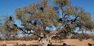 Tindouf: Plusieurs opérations pour la réhabilitation de l’arganier