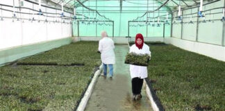 Journée internationale des femmes: Les femmes algériennes investissent le secteur agricole