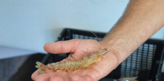 Skikda: 22 millions de dinars pour relancer l’activité de la station expérimentale d’élevage de la crevette à El Marsa