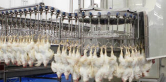 M’sila: Mise en service d’un nouvel abattoir avicole