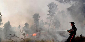 Batna: Un incendie ravage 14 hectares de broussailles et chêne liège