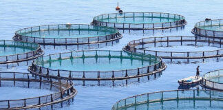 Skikda – Pisciculture: La filière enregistre une augmentation de 67 % en 2022