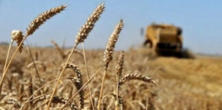 Ouargla: Plus de 4000 hectares consacrés à la céréaliculture sous pivots