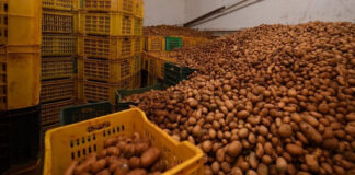 Tiaret : Saisie de 1.200 quintaux de pomme de terre destinés à la spéculation