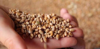 Tiaret: La ferme expérimentale des semences à Sebaïne, un espace pour le développement de la filière céréalière