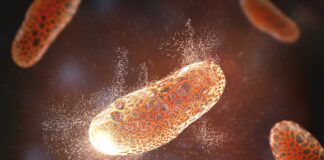 Infection bactérienne: Un nouvel antibiotique découvert grâce à une IA