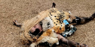 Arts plastiques: «Carnafal Tchaqlala», une performance théâtrale époustouflante de créativité, présentée à Alger