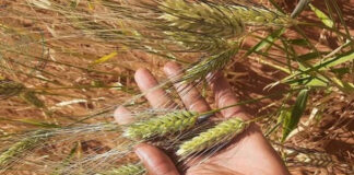 Agriculture: L’Algérie compte plus de 170 variétés de semences céréalières
