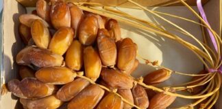 Agriculture: Plus de 1000 variétés de dattes de qualité supérieure recensées en Algérie