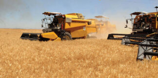 Timimoun: Une production céréalière de plus de 200 000 quintaux attendue