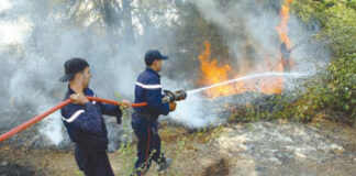 Constantine: Lancement d’une caravane de prévention des feux de forêt