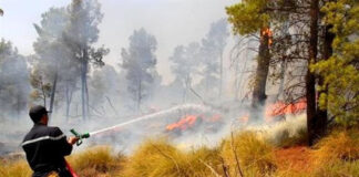 Oran: De nouveaux projets dans la lutte contre les incendies de forêt