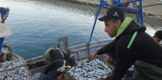 Mostaganem: Un débarquement record de poissons au niveau des ports de la wilaya