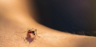 Moustiques: Pourquoi certaines peaux les attirent ?