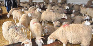 Aïd El Adha: 1225 points de vente de bétail à travers le territoire national
