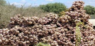 Filière ail: Le ministère de l’Agriculture dément les allégations de problèmes de stockage