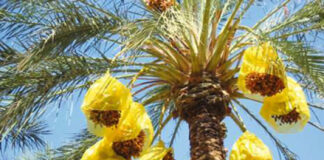 Ouled Djellal : Vers le traitement de 200 000 palmiers-dattiers contre les parasites