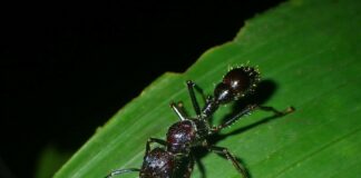 Les douleurs physiques les plus atroces ne sont pas celles que vous croyez