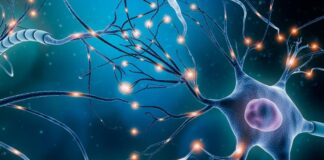 Stress: Les neurones qui expliquent pourquoi les femmes y sont plus sensibles