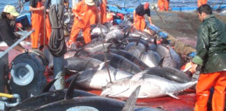 L’accord de pêche UE-Maroc expire aujourd’hui: Bruxelles et Rabat face à la réalité juridique