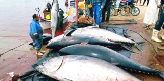 Thon rouge: L’Algérie a pêché la totalité de son quota annuel
